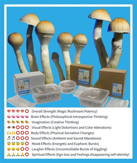 The Science Behind Magic Mushroom Grow Kits on eBay